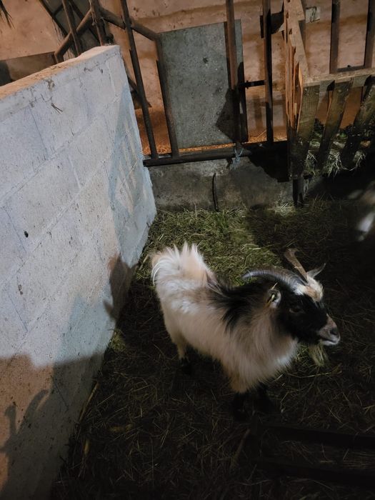 Raça de Cabras angorá. Cabras anões.