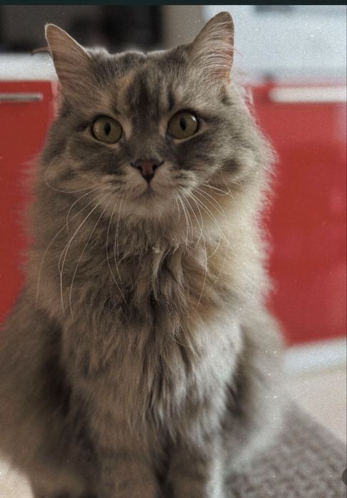 Терміново прилаштовується кішка