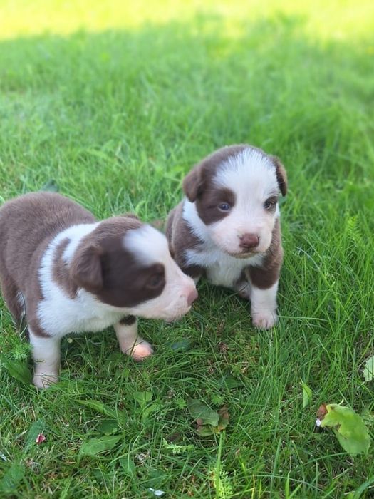 Border Collie chłopiec Czekoladowo-Biały