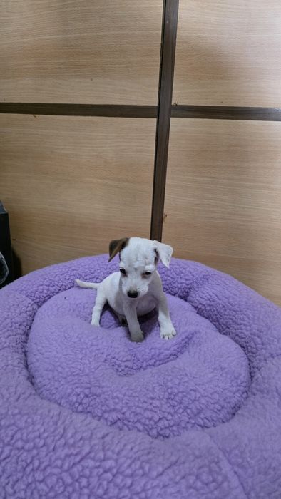 Jack russell fêmea