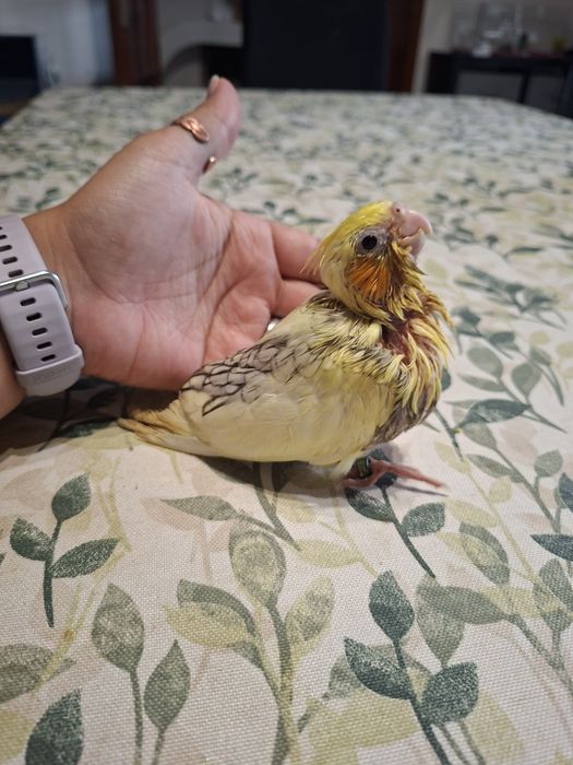 Caturra para criar á mão