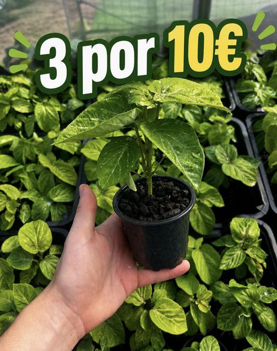 Maracujá Granadilha