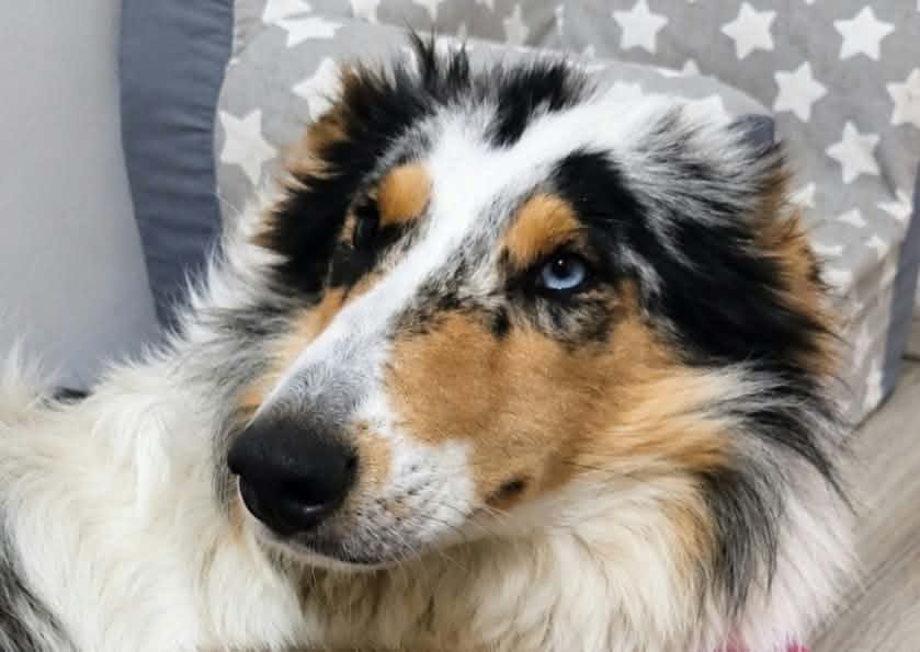 Owczarek szkocki collie