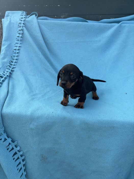 Teckel femea miniatura