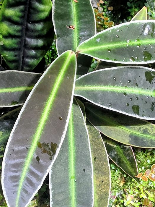 Rośliny tropikalne do paludarium, terrarium