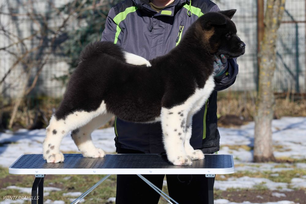 Американська Акіта ~ Американская Акита