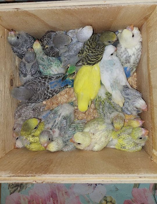 Periquitos Diferente Mutações