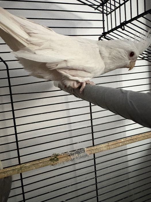 Papuga nimfa samiec i samica