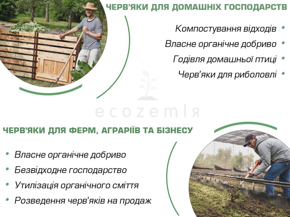 Хробаки "Старатель" 1500шт. Черви для рибалки і біогумуса.