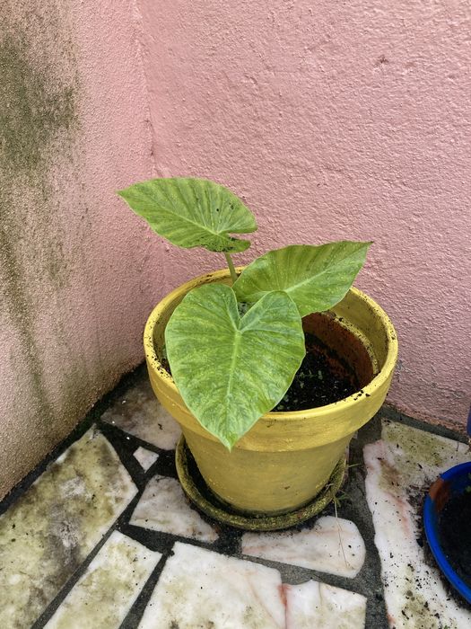 Plantas Alocasias