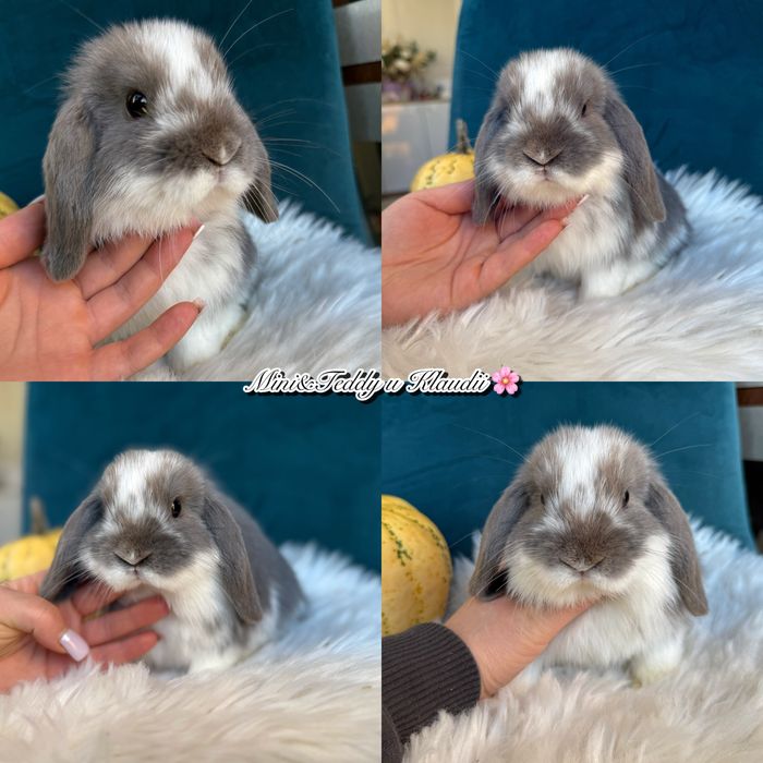 Mini lop / hodowla królików mini / metryka