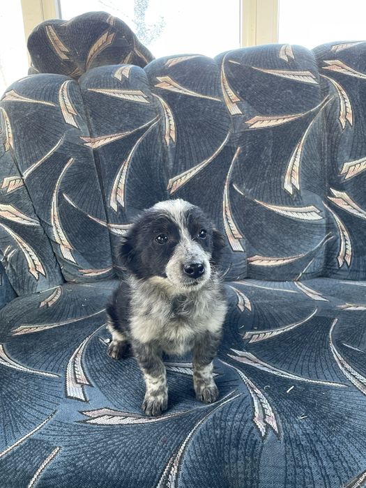 Выкинули на свалку 3х братиков. Ели мусор и отходы(есть видео)