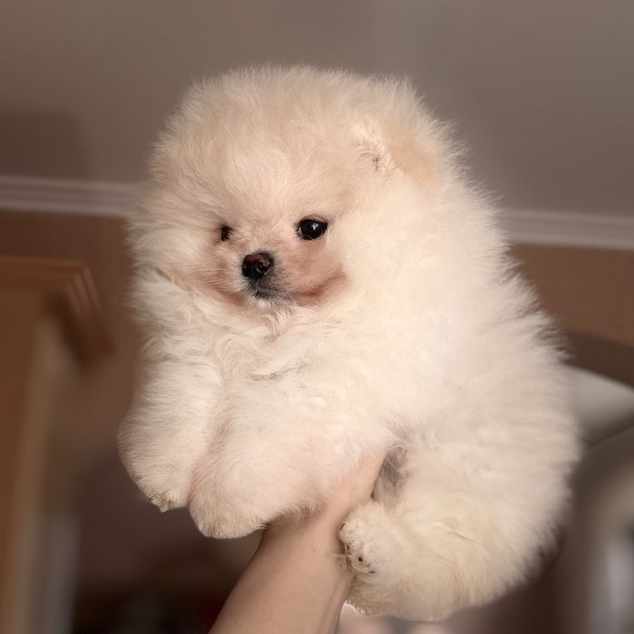 супер ведмедик шоу Классу
