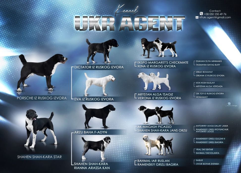 Цуценята САО(алабай) Середньоазіатська вівчарка
