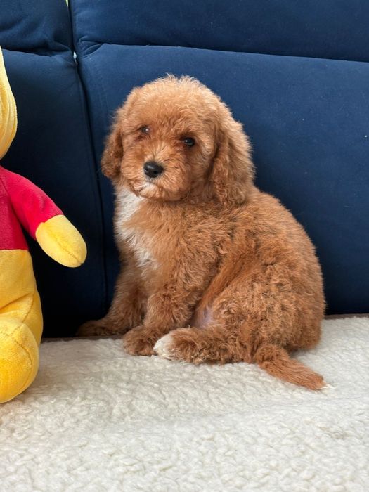 szczeniak Cavapoo samiec