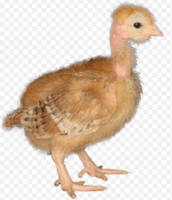 Курчата під замовлення