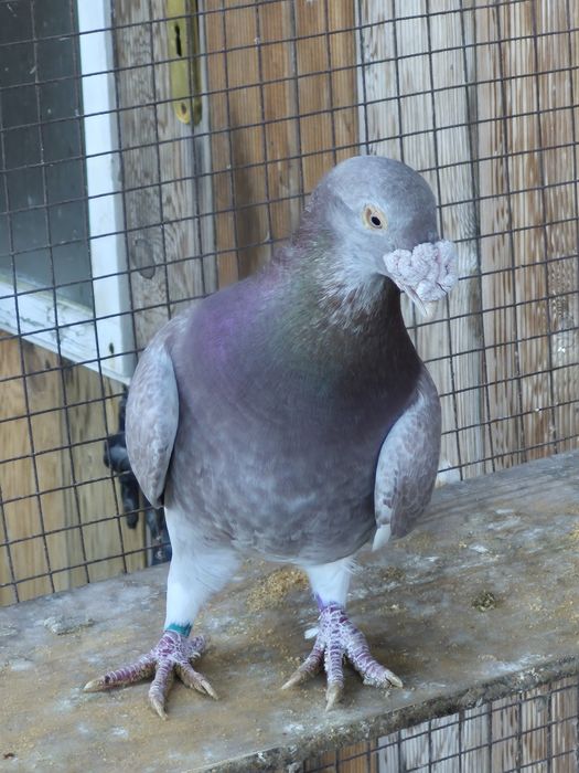 Gołebie  Staropolskie