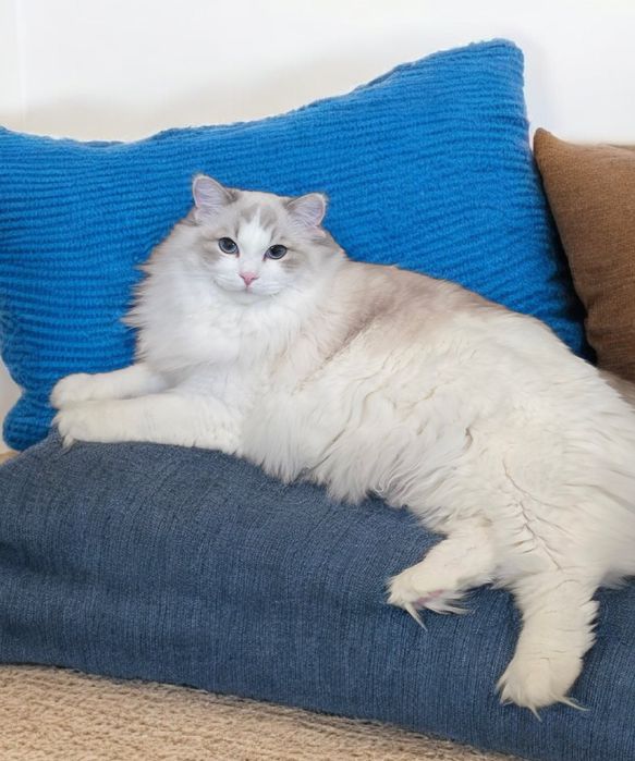 Piękna dorosła kotka Ragdoll,  rodowód FPL