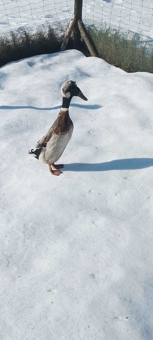 Biegusy indyjskie czubate