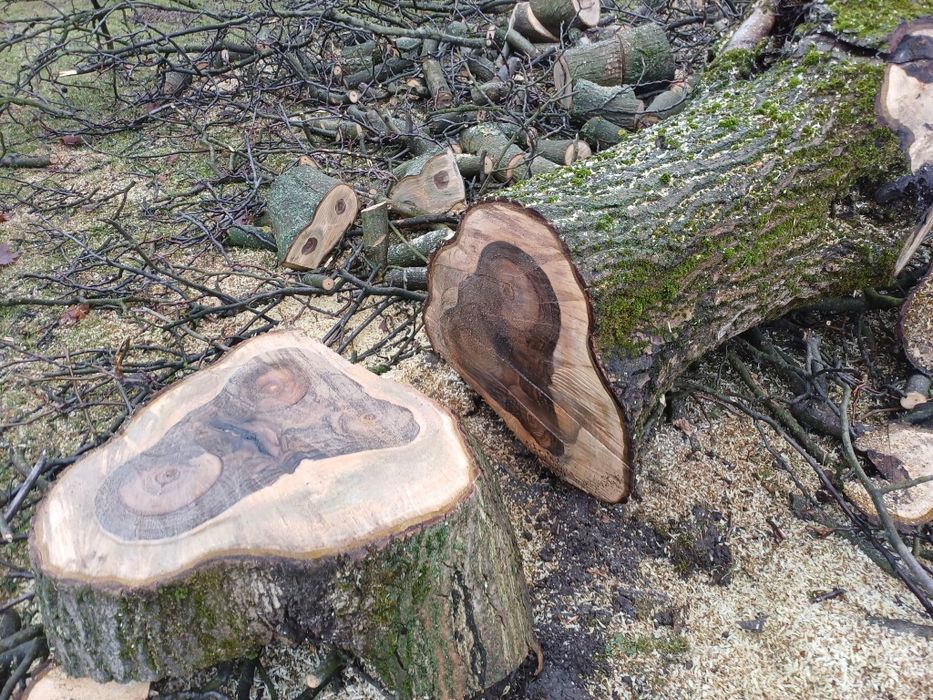 Na sprzedaż Drzewo Orzech