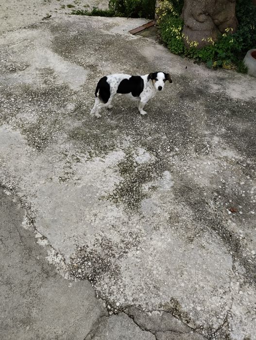 Cão para adoção responsável