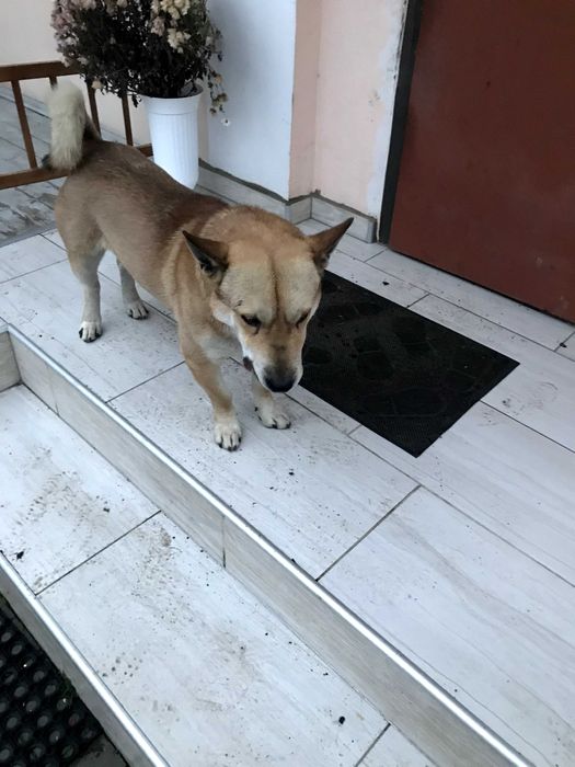 Отдам собаку бесплатно в хорошие руки