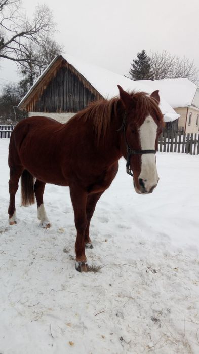 Змінить власника кобила!!!