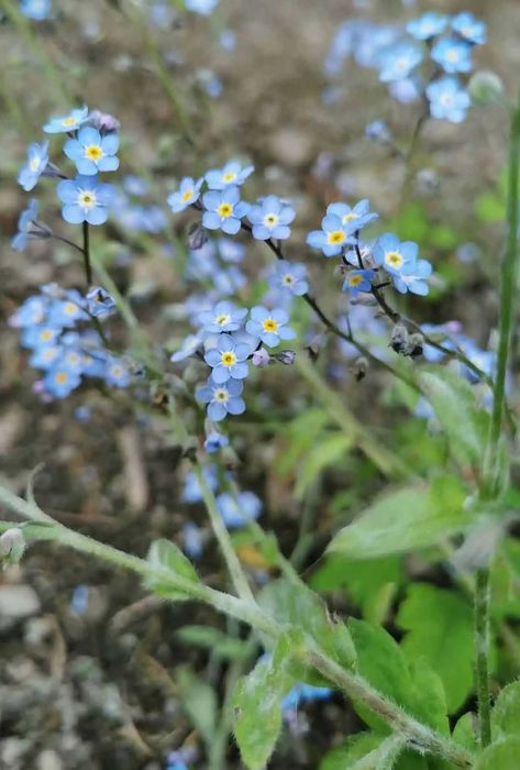 Błękitne drobne niezapominajki niezabudki - kwiatki z bajki