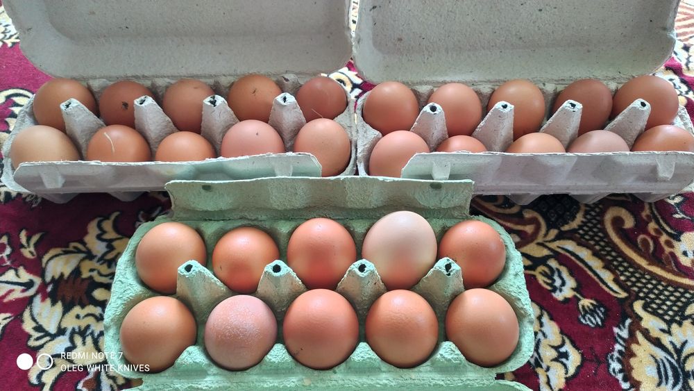 Яйця Домашні, курині !