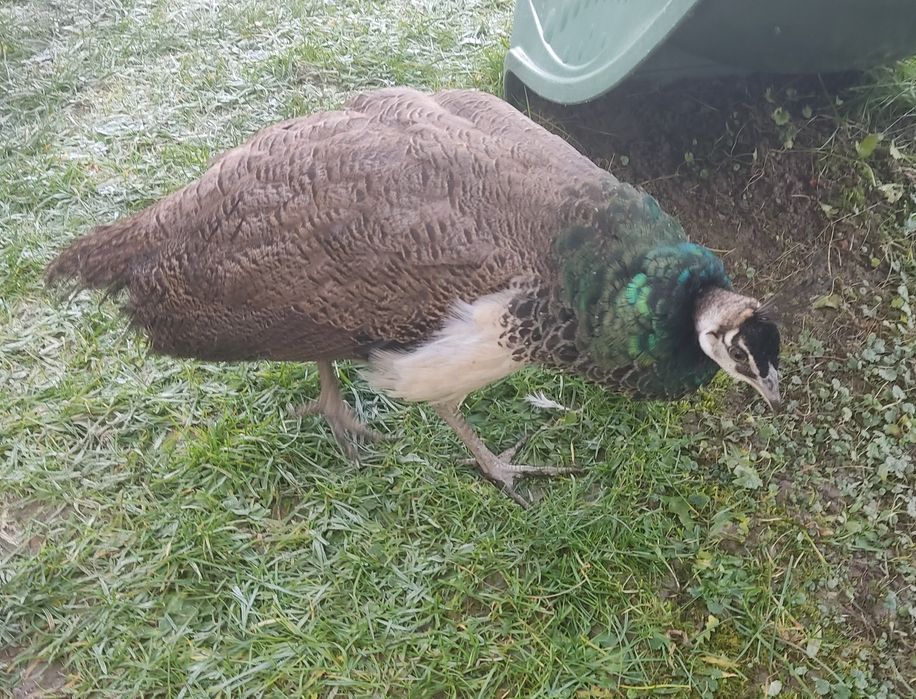 Pawie paw młody samiec lub zamiana