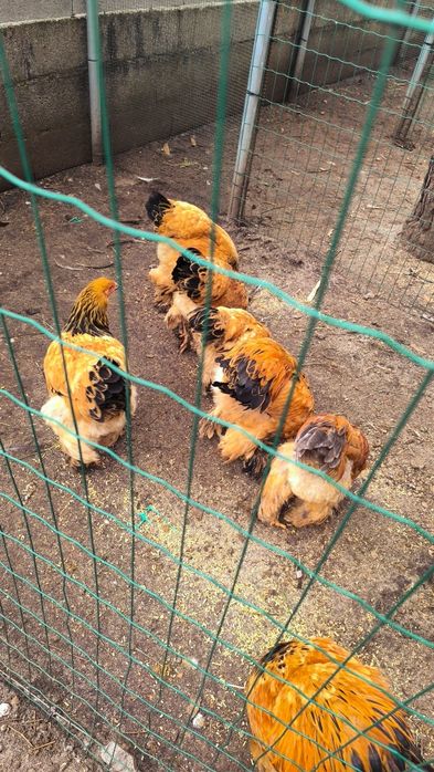 Ovos galados Brahma: Mottled, Buff, Splash.