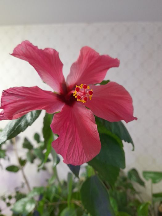 Гібіскус. Свіжозрізані чепенки