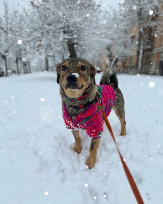 Лірік шукає родину