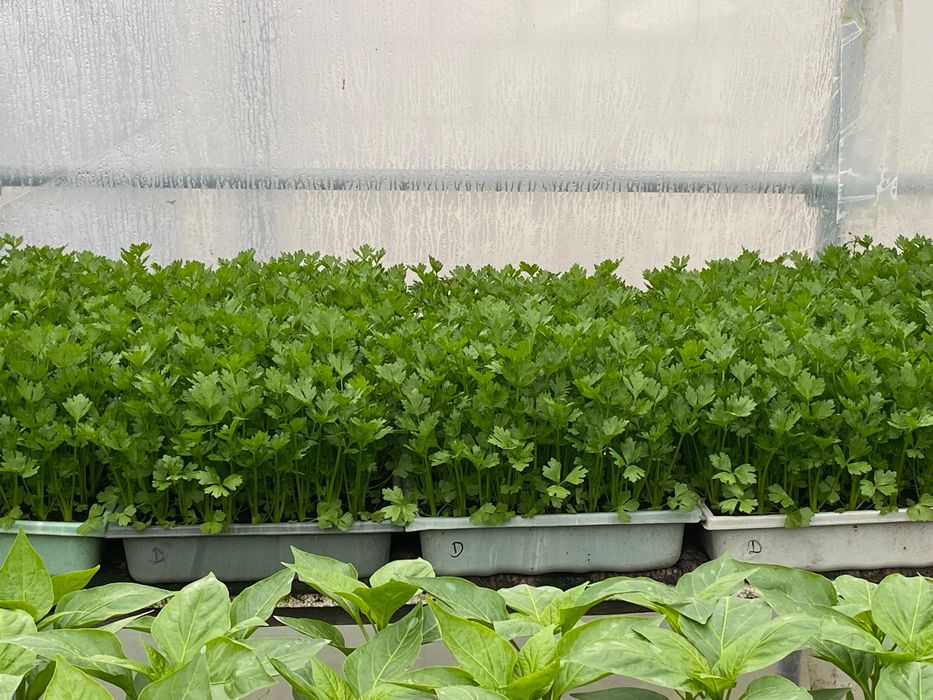 Sadzonki rozsada pomidory ogórki papryka