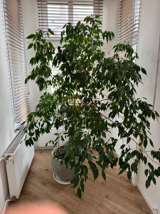 Duży figowiec benjamina ok. 2 m z dużą donicą