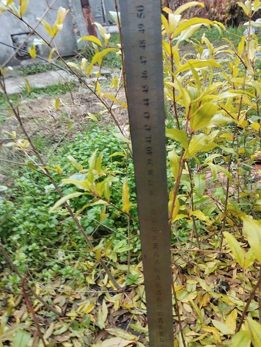 Продам  саженцы сортового граната