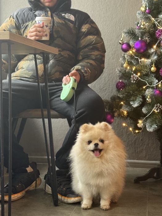 Віддаємо шпіца на вʼязку