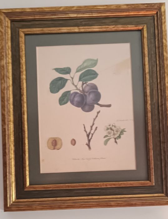 Conjunto de quadros com gravuras de frutos