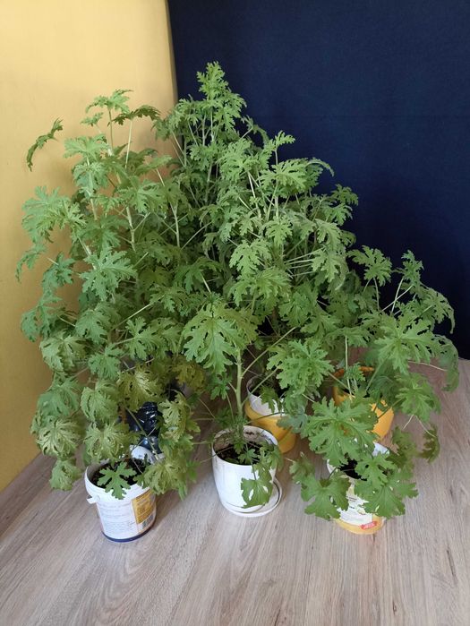 Rośliny doniczkowe: Geranium Anginka - 9 sztuk