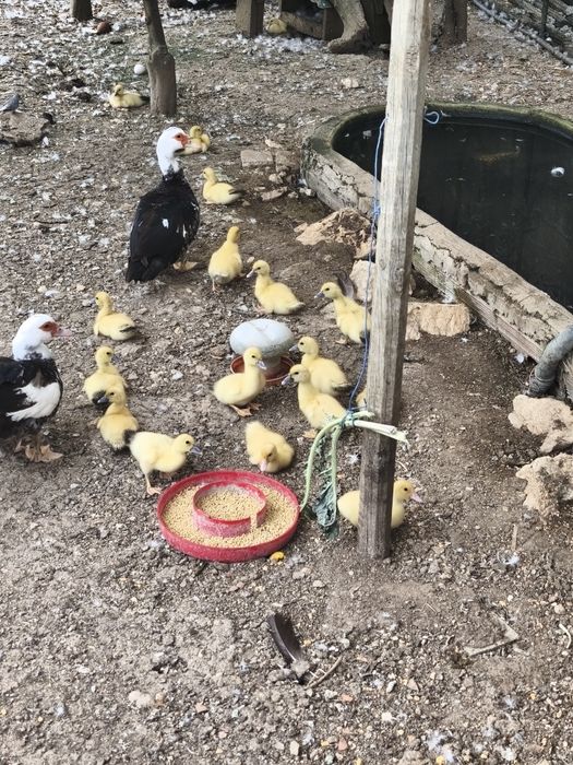 Patos com duas semanas, patos mudos, criação, animais
