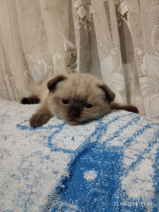 Шотландський висловухий.