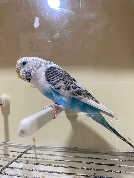 Fêmeas de periquito disponíveis