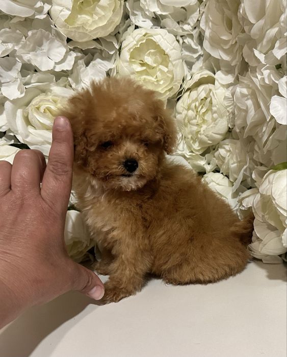 Хлопчик міні мальтіпу