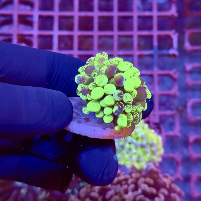 Euphyllia Paraancora Grafted Akwarium morskie