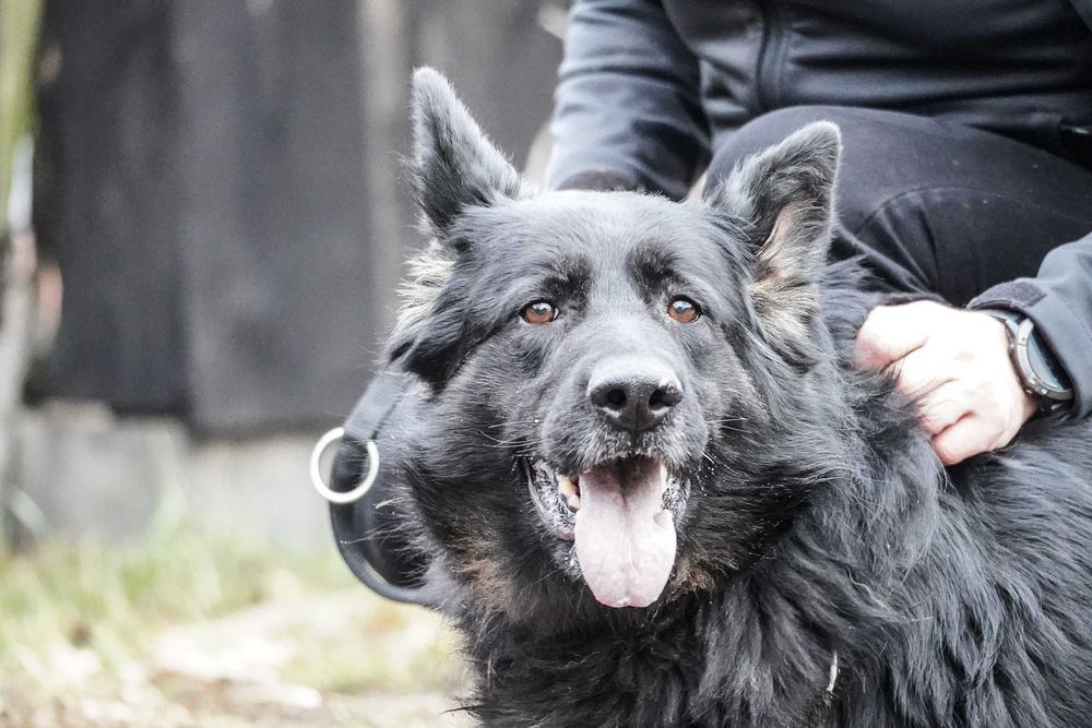 Aira - piękna suczka w typie owczarek niemiecki