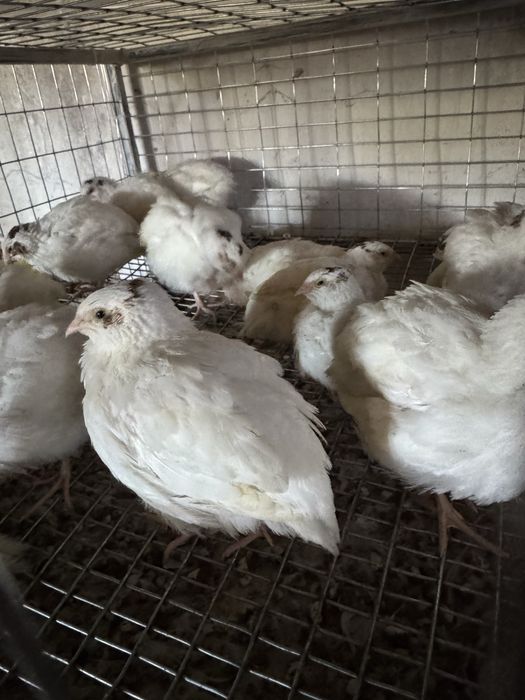 Продаж свіжого перепелиного м'яса та яєць. Перепелинные тушки мясо яйцо
