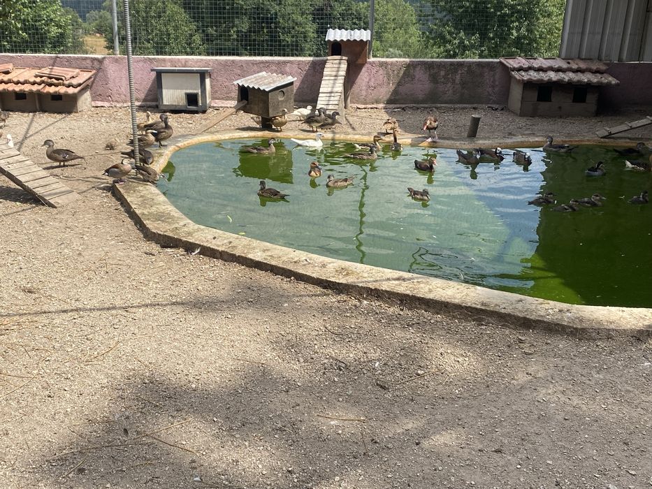 Vendo patos exoticos varias mutacoes