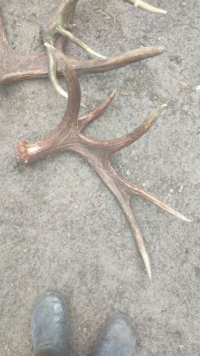 Роги "Оленя/Лося"