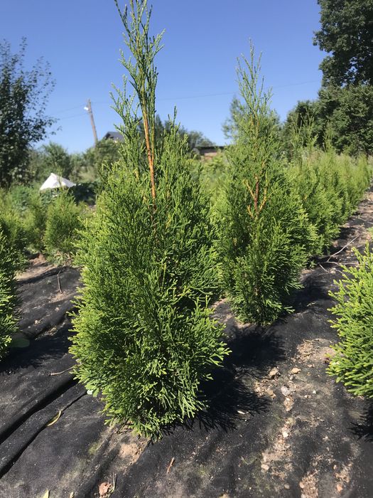 Туя смарагд, різні розміри Полтава