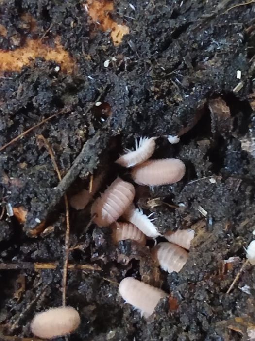 Isopody, Cubaris murina papaya